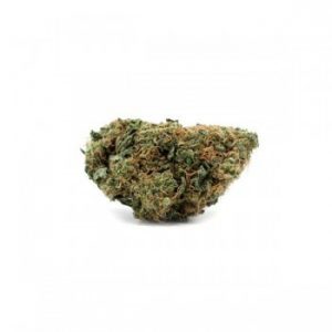 Great White Shark