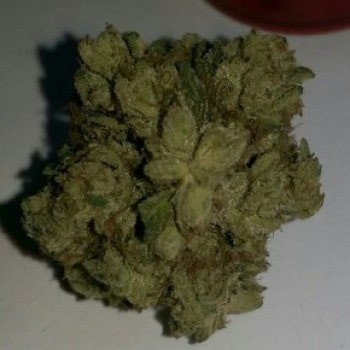 Kandy Kush