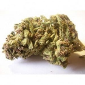 Jack Herer Medical Marijuana