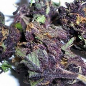 Grand daddy Purple