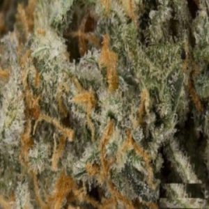 Cracker Jack Marijuana