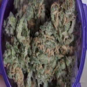Chocolope Marijuana