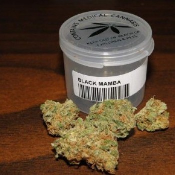 Black Mamba