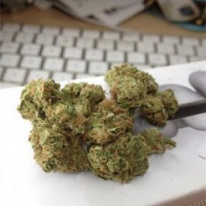 Master Bubba Kush