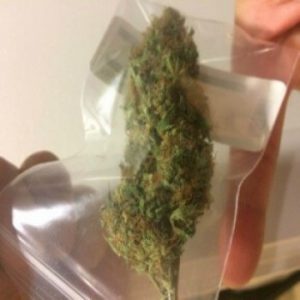 Northern Lights Strain