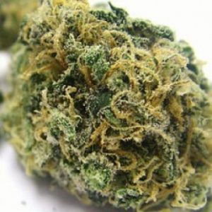 Kosher Kush